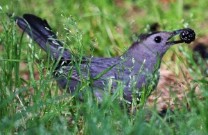 Gray Catbird with blackberry