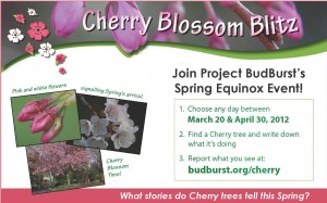 Cherry Blossom Blitz