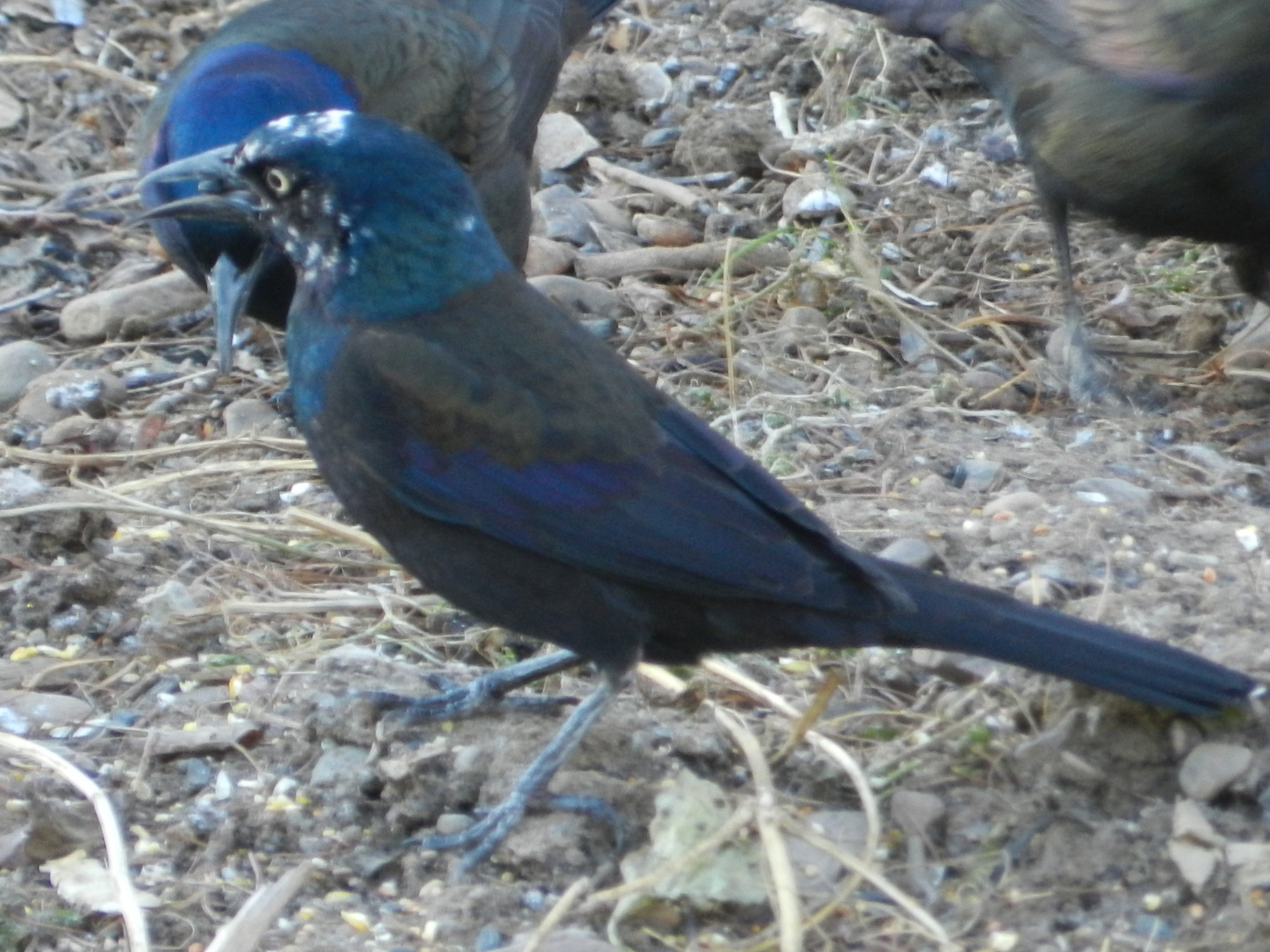 Additional Image 3