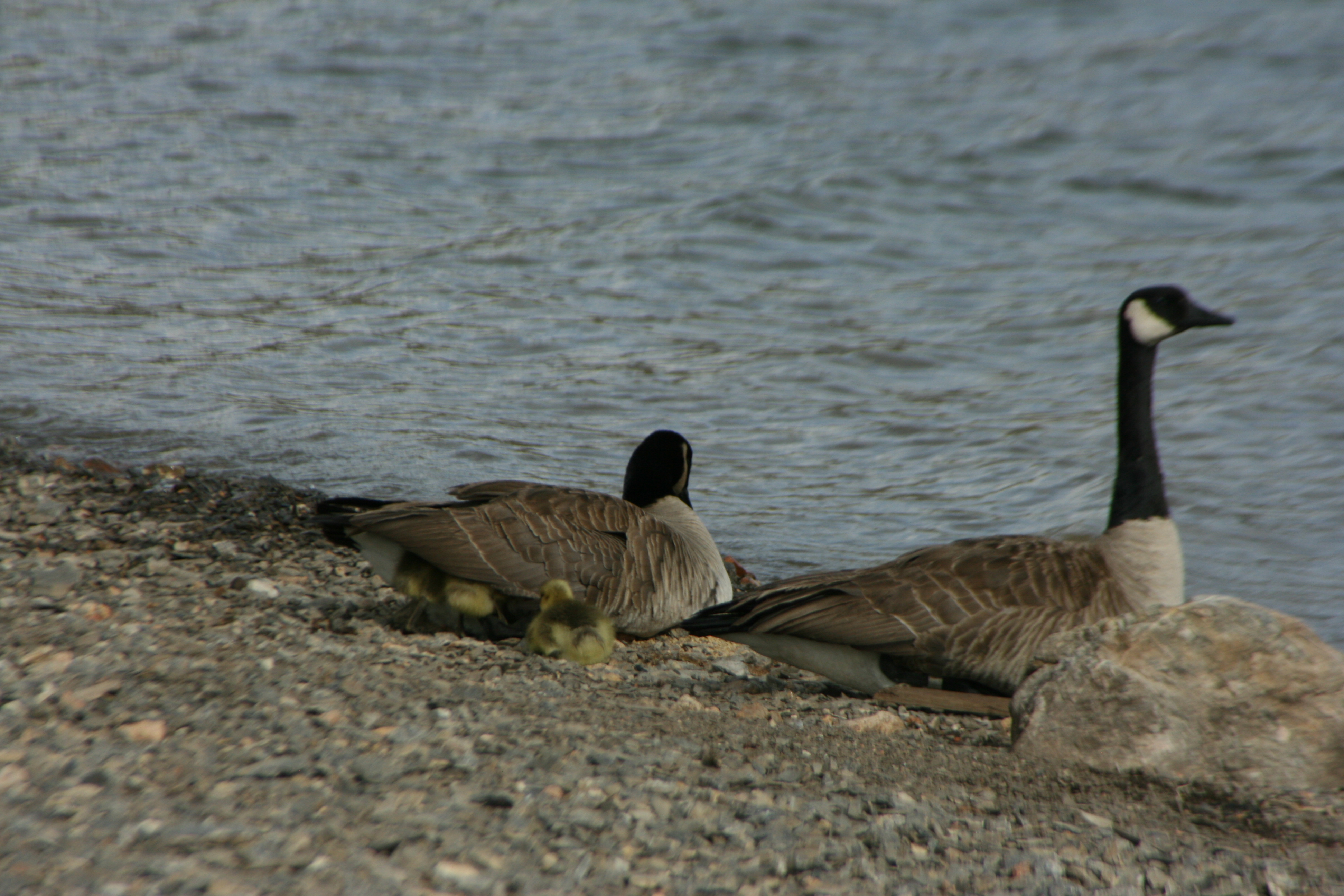 Additional Image 2