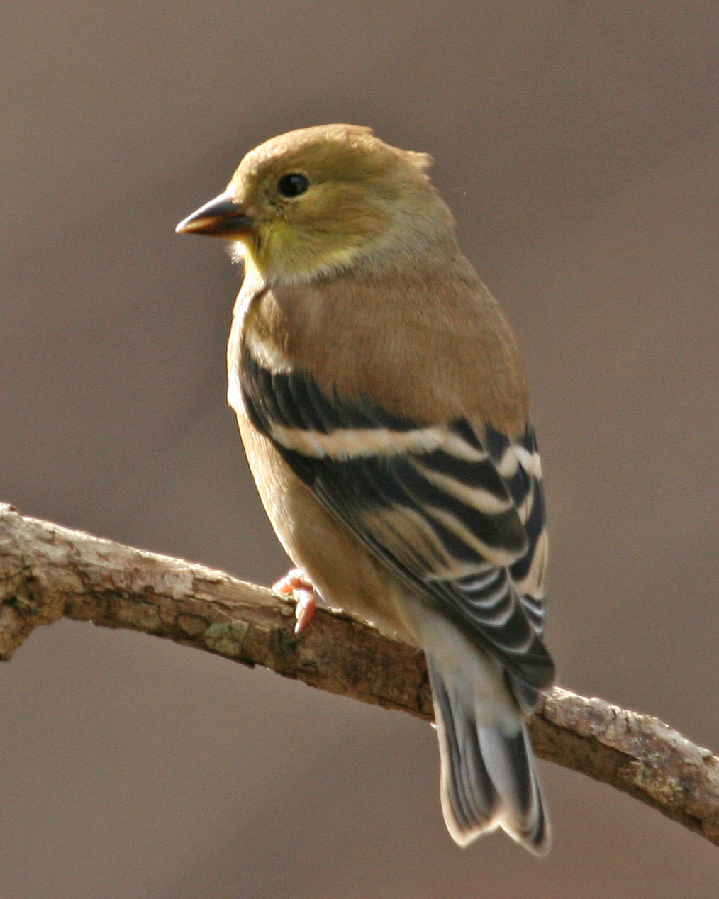 Featured Image