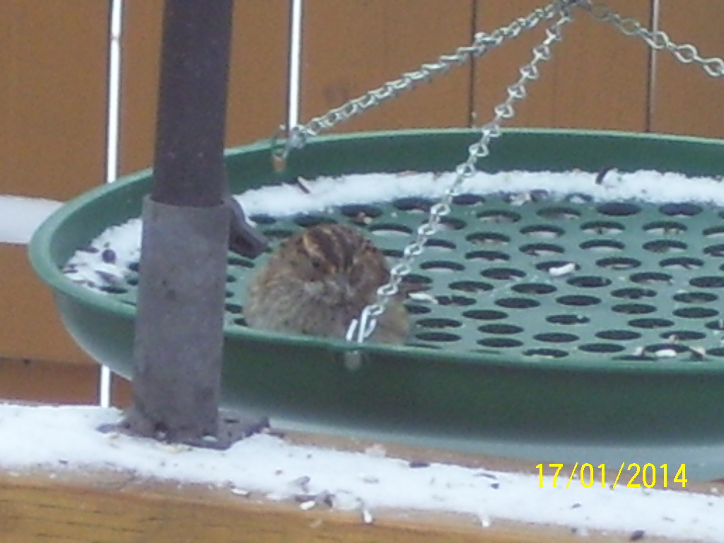 Additional Image 3
