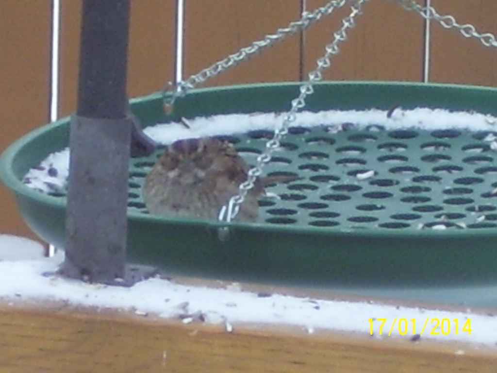 Additional Image 4