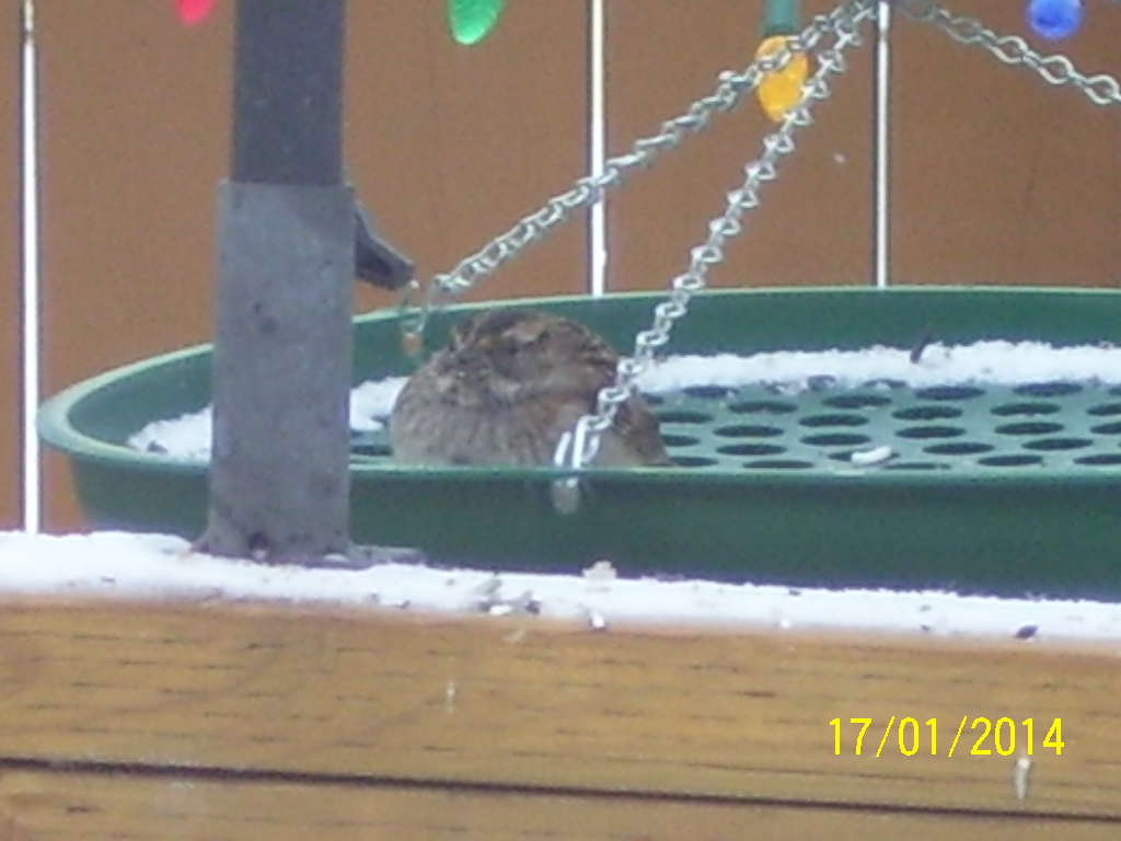 Additional Image 5