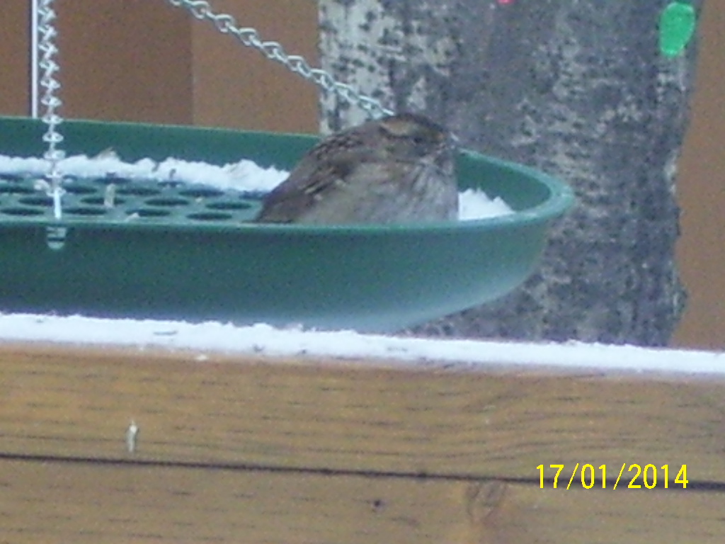 Additional Image 2