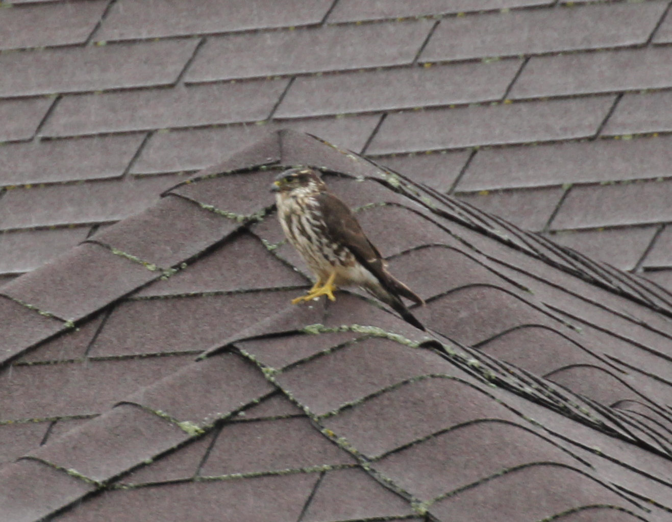 Additional Image 4