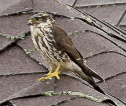 Additional Image 5