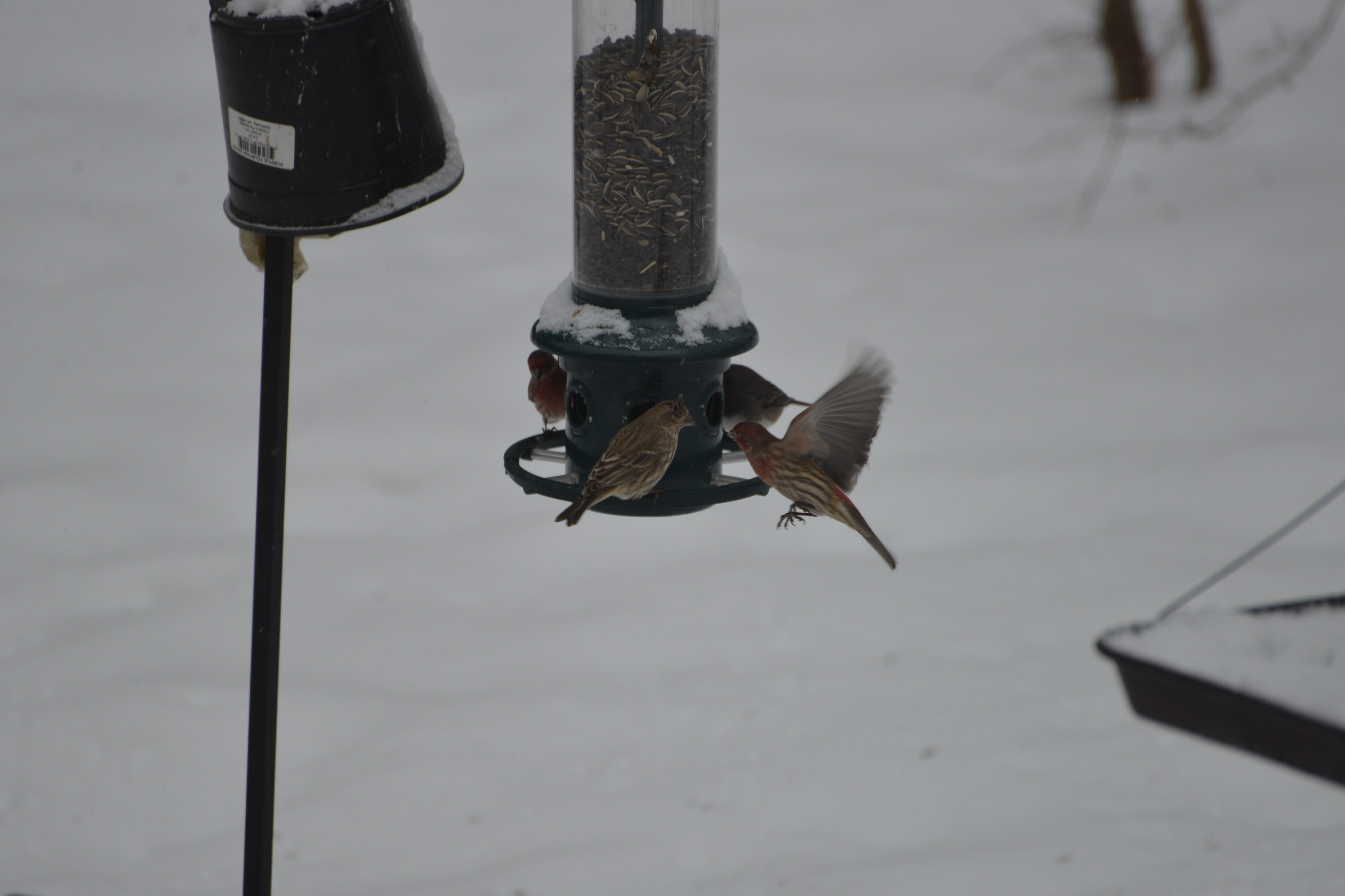 Additional Image 3