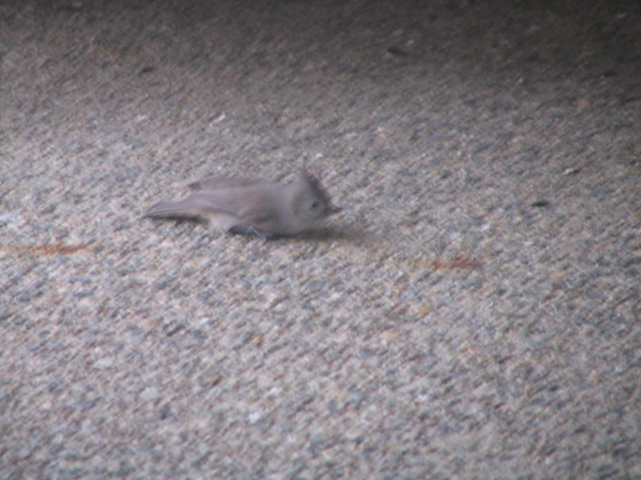 Additional Image 4