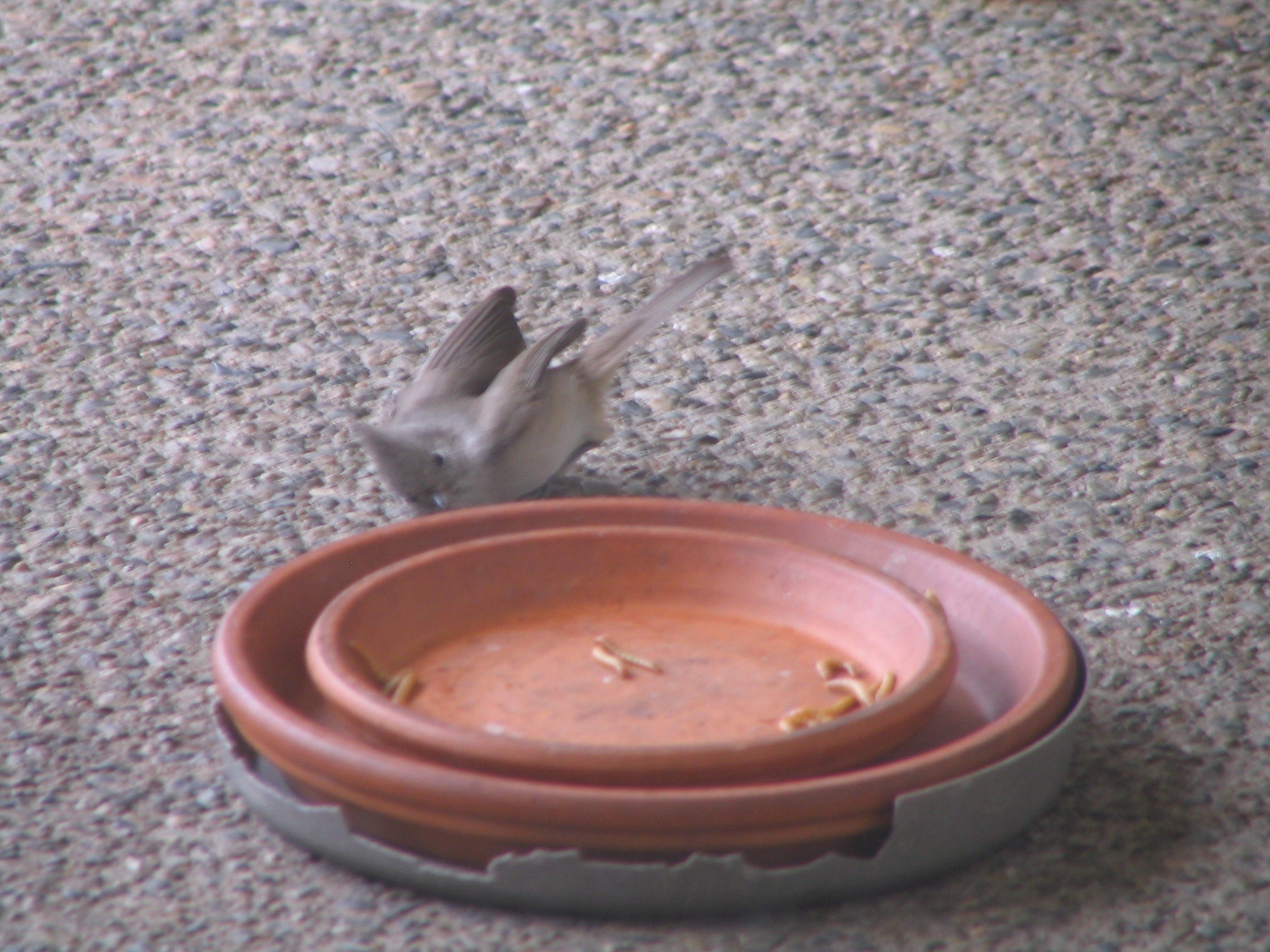 Additional Image 5