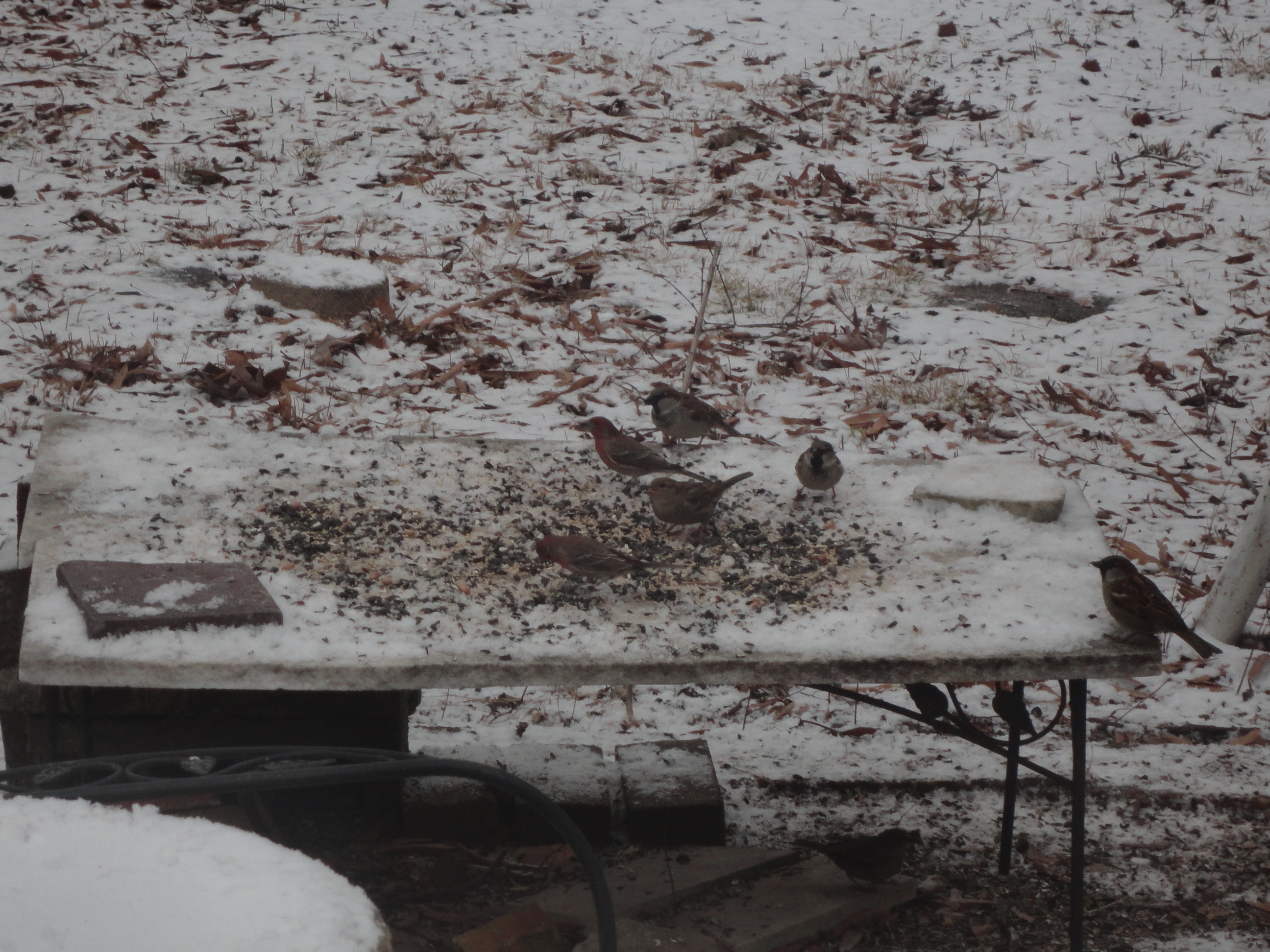 Additional Image 4