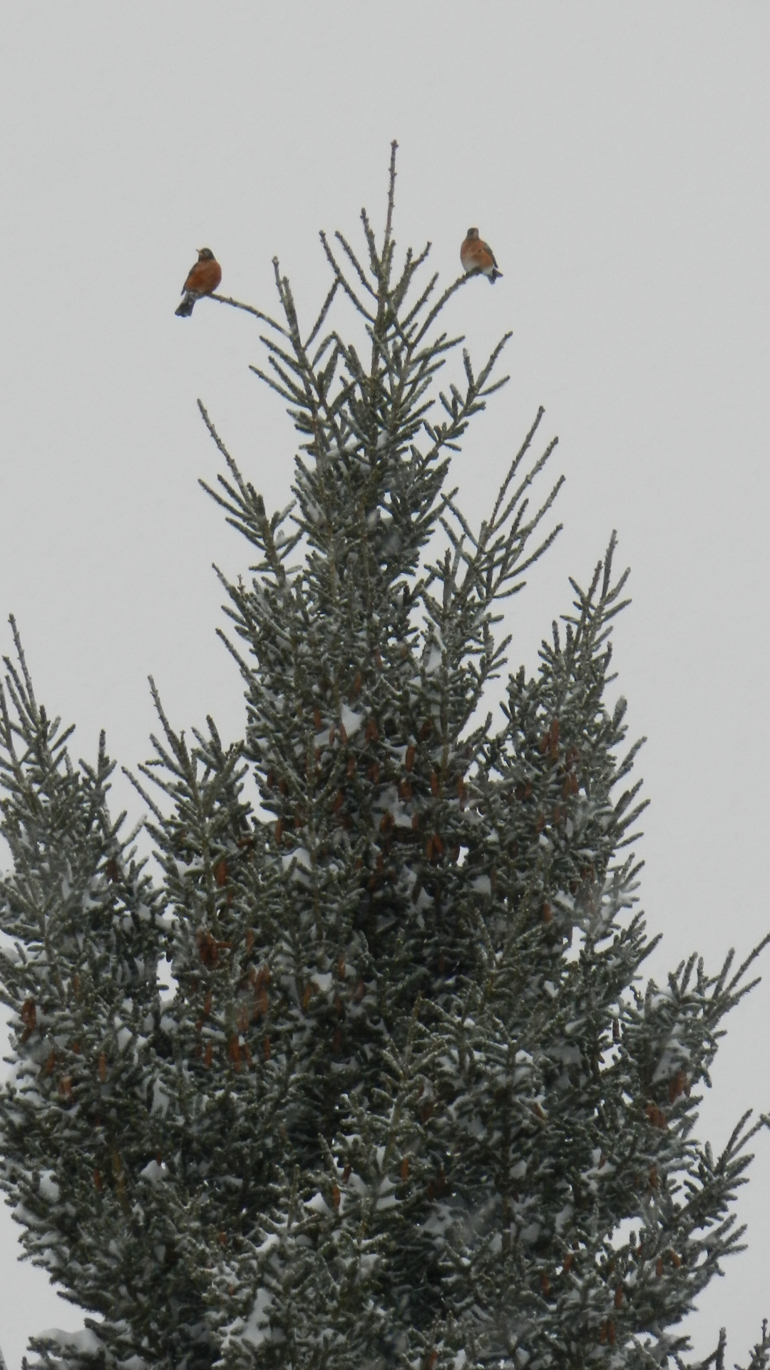 Additional Image 4