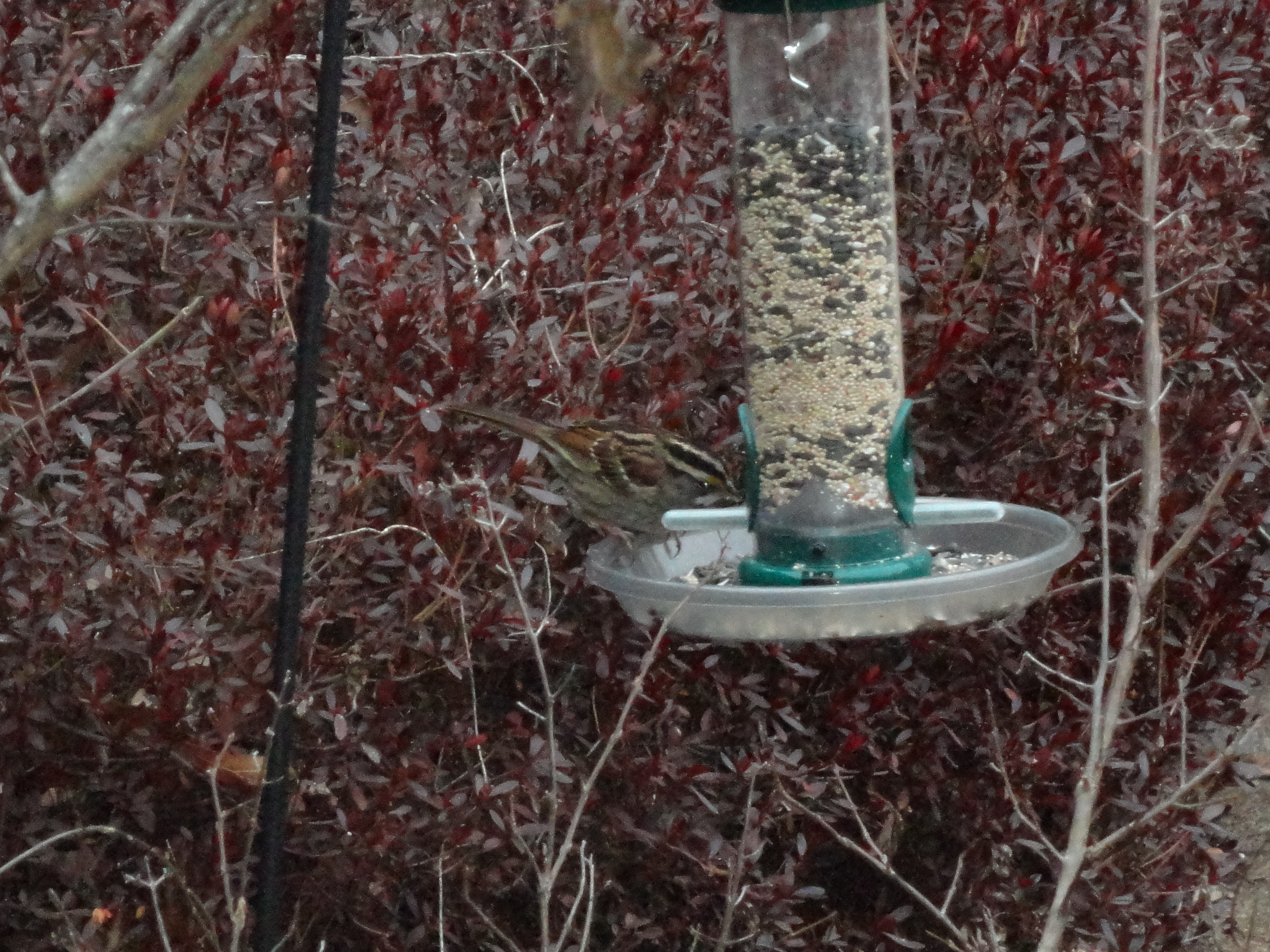 Additional Image 5