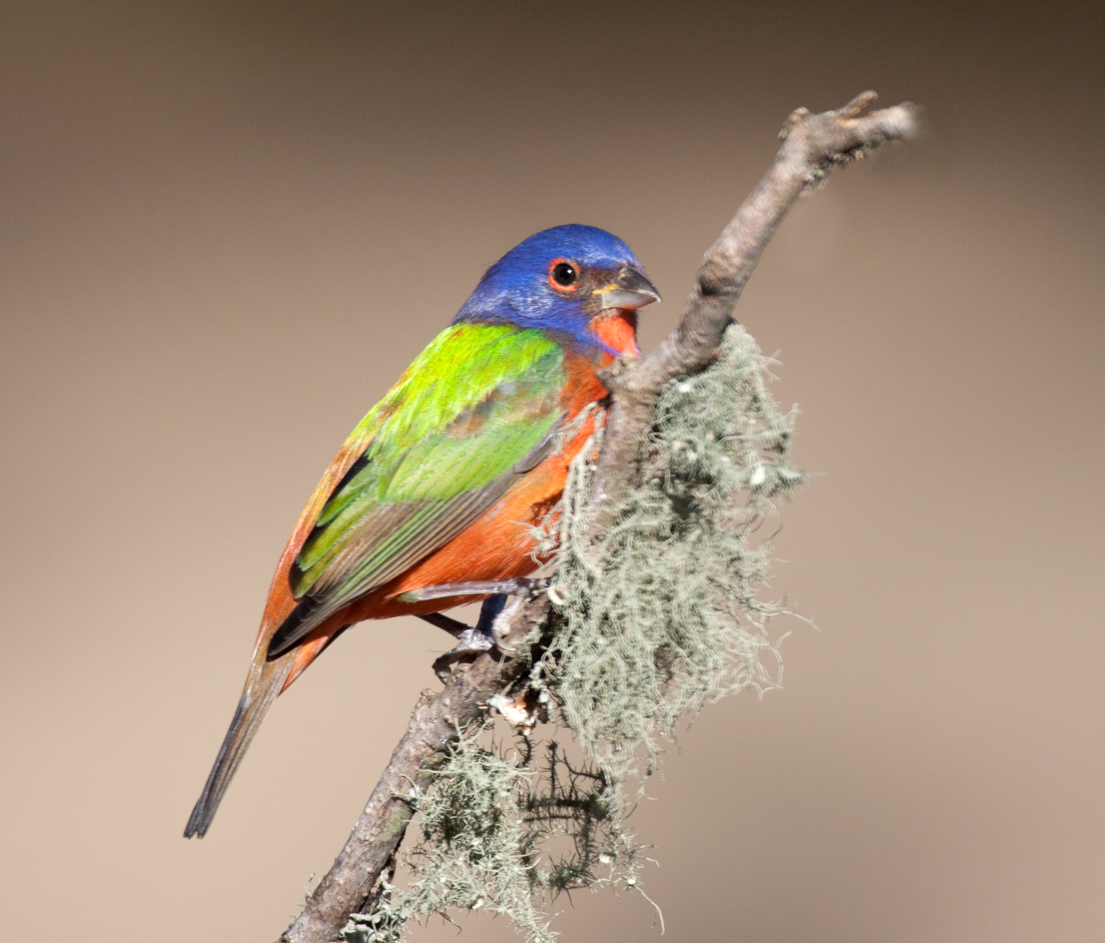 Featured Image