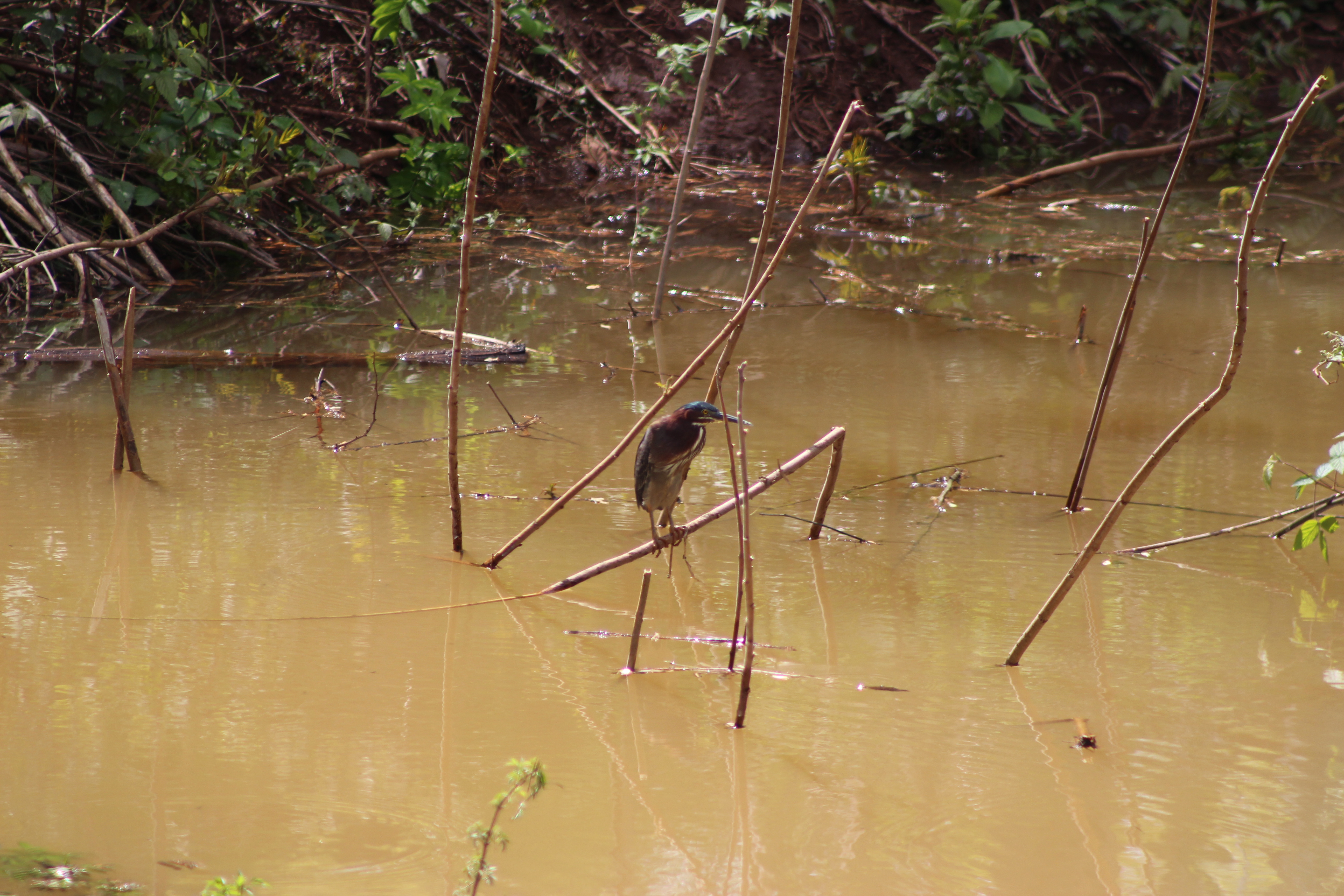 Additional Image 2