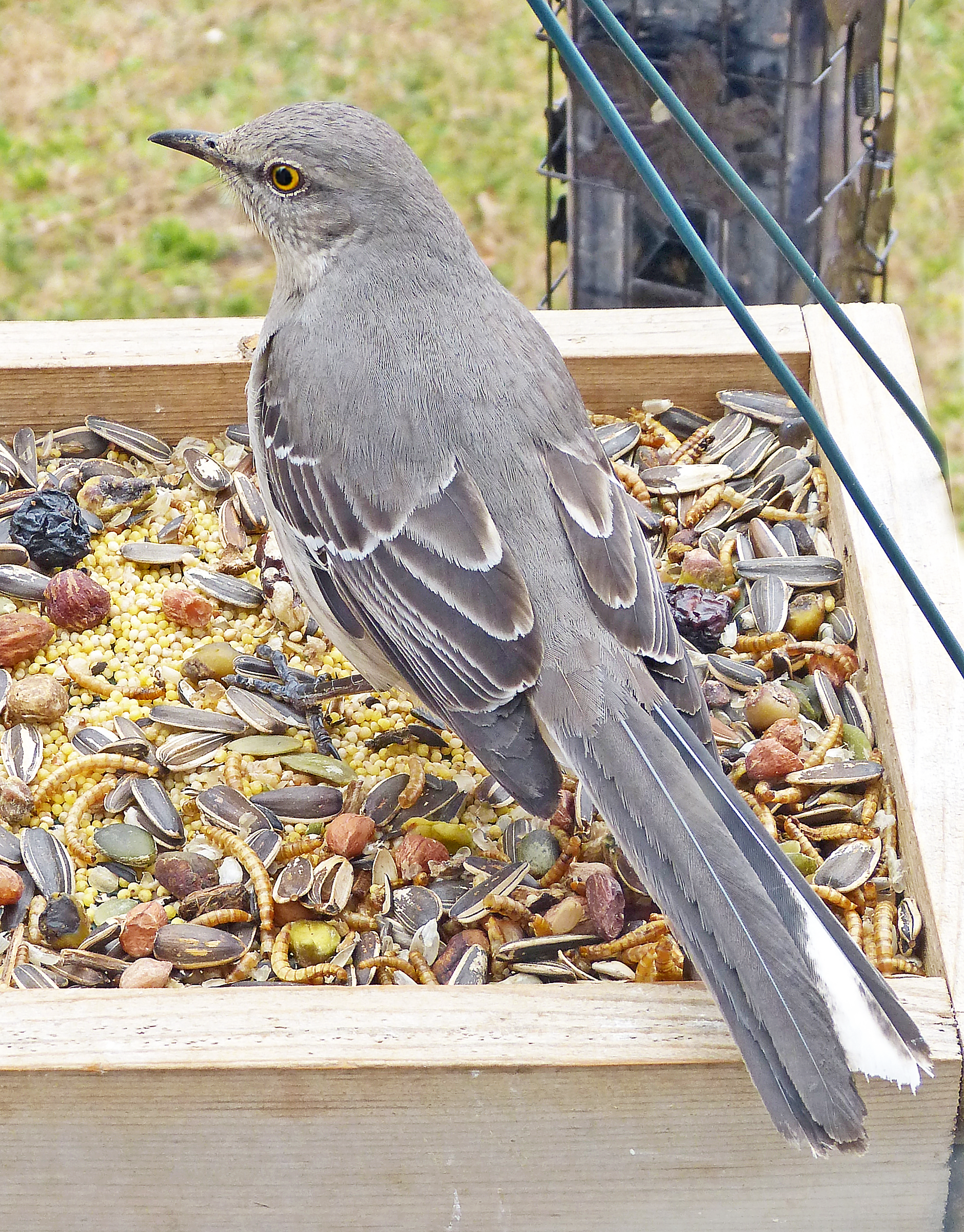 A Moockingbird A series of Mockingbird photos - FeederWatch