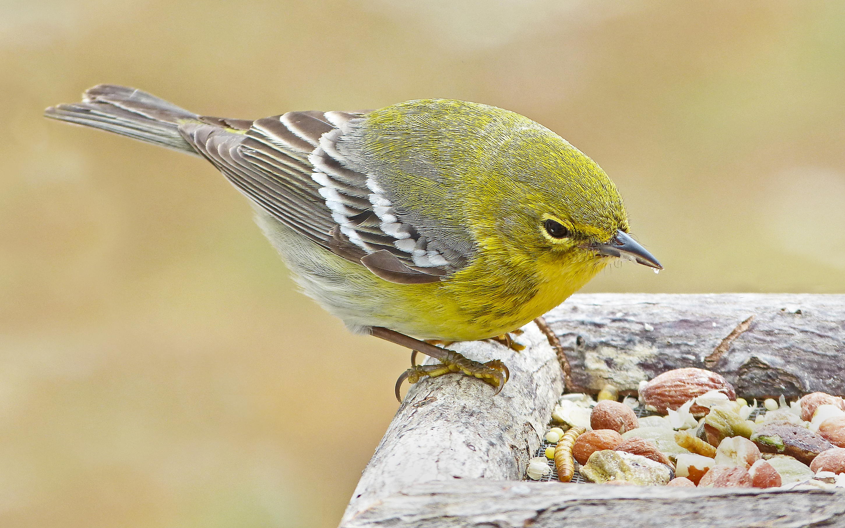 Featured Image