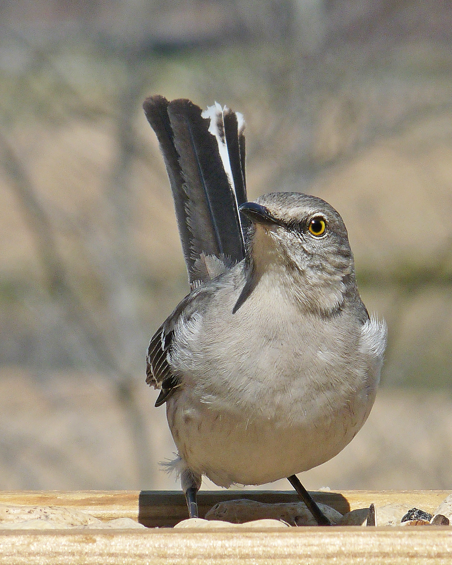 A series of Mockingbird photos - Project FeederWatch