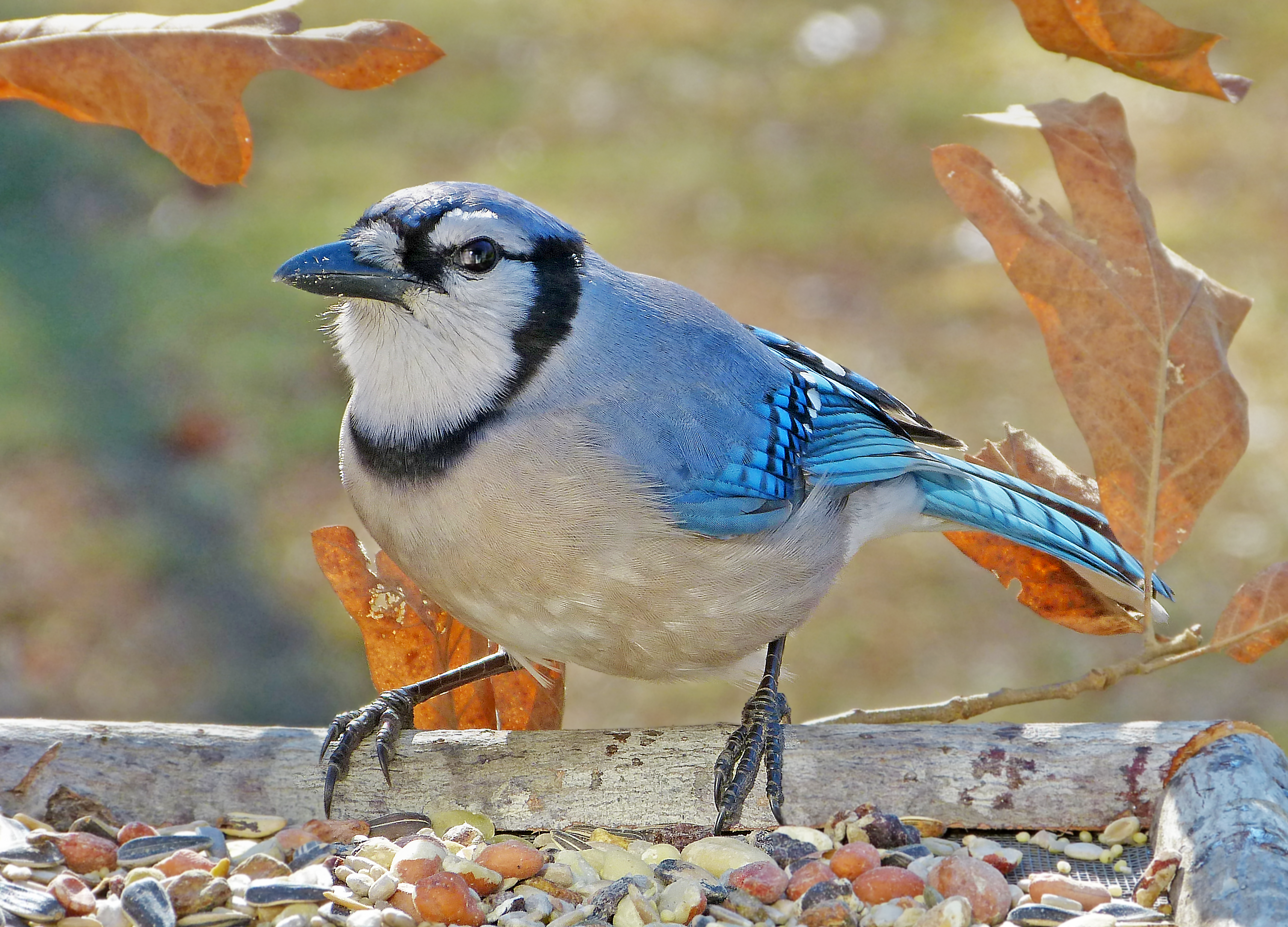 Featured Image