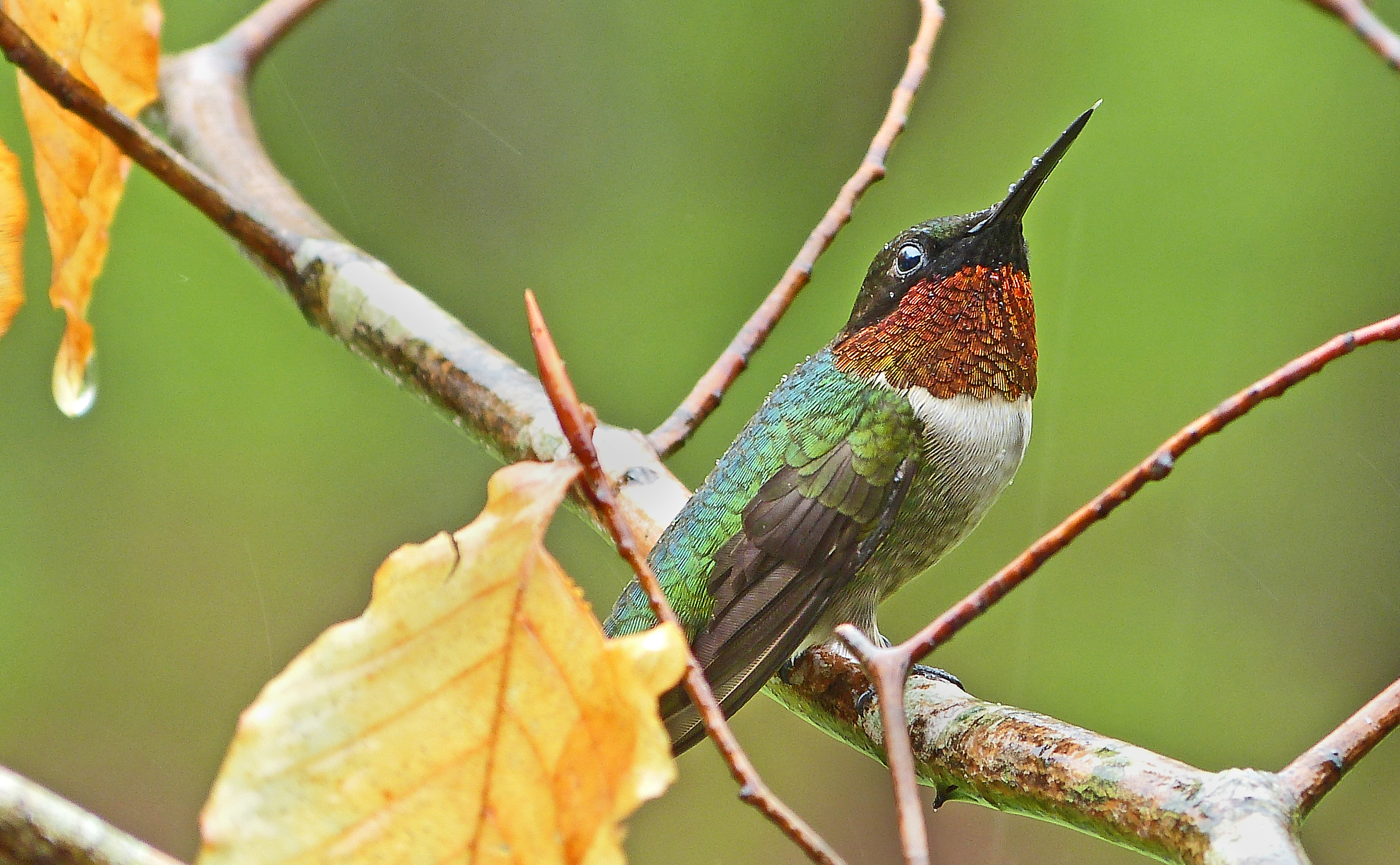 Featured Image