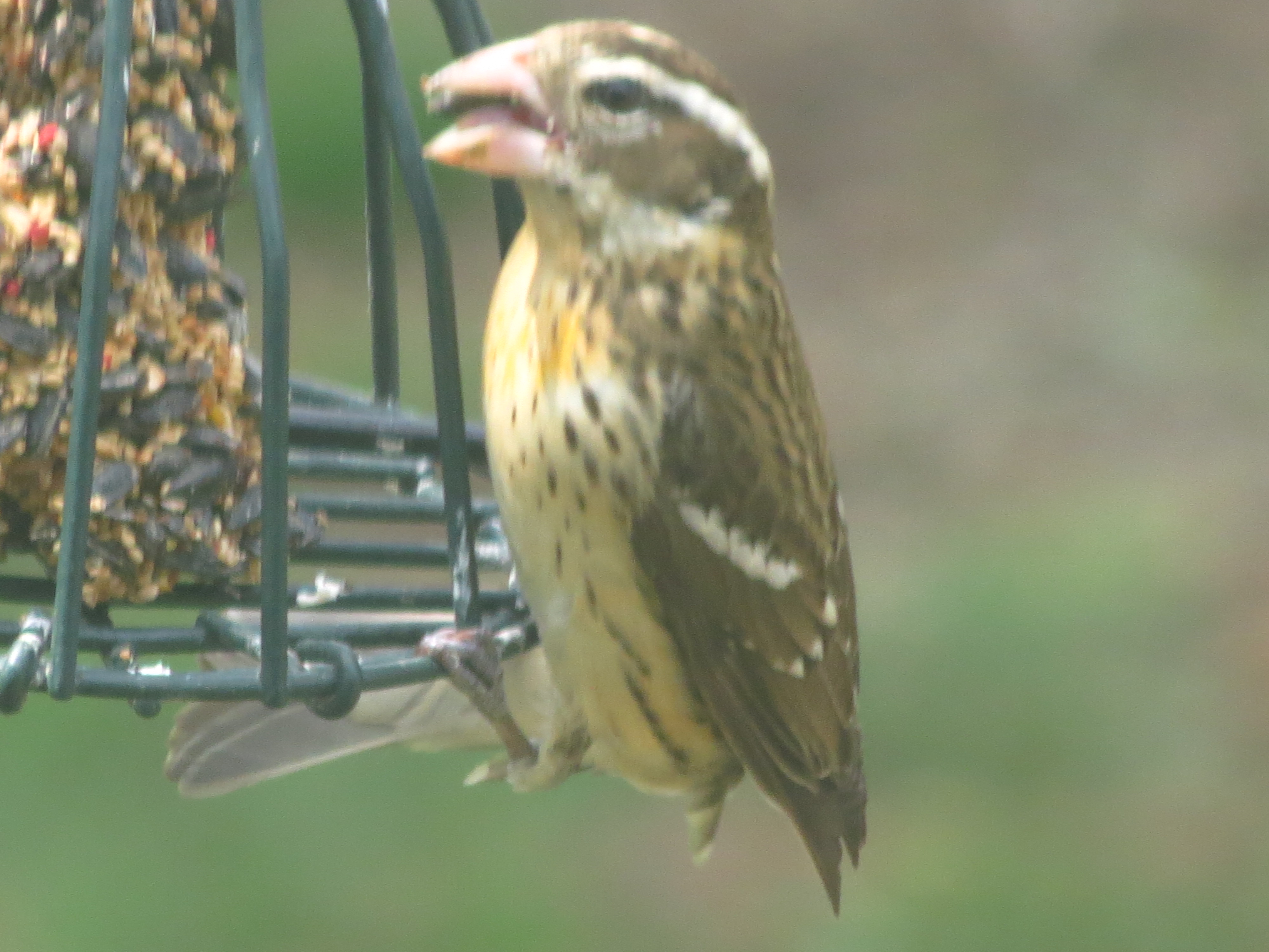 Additional Image 3