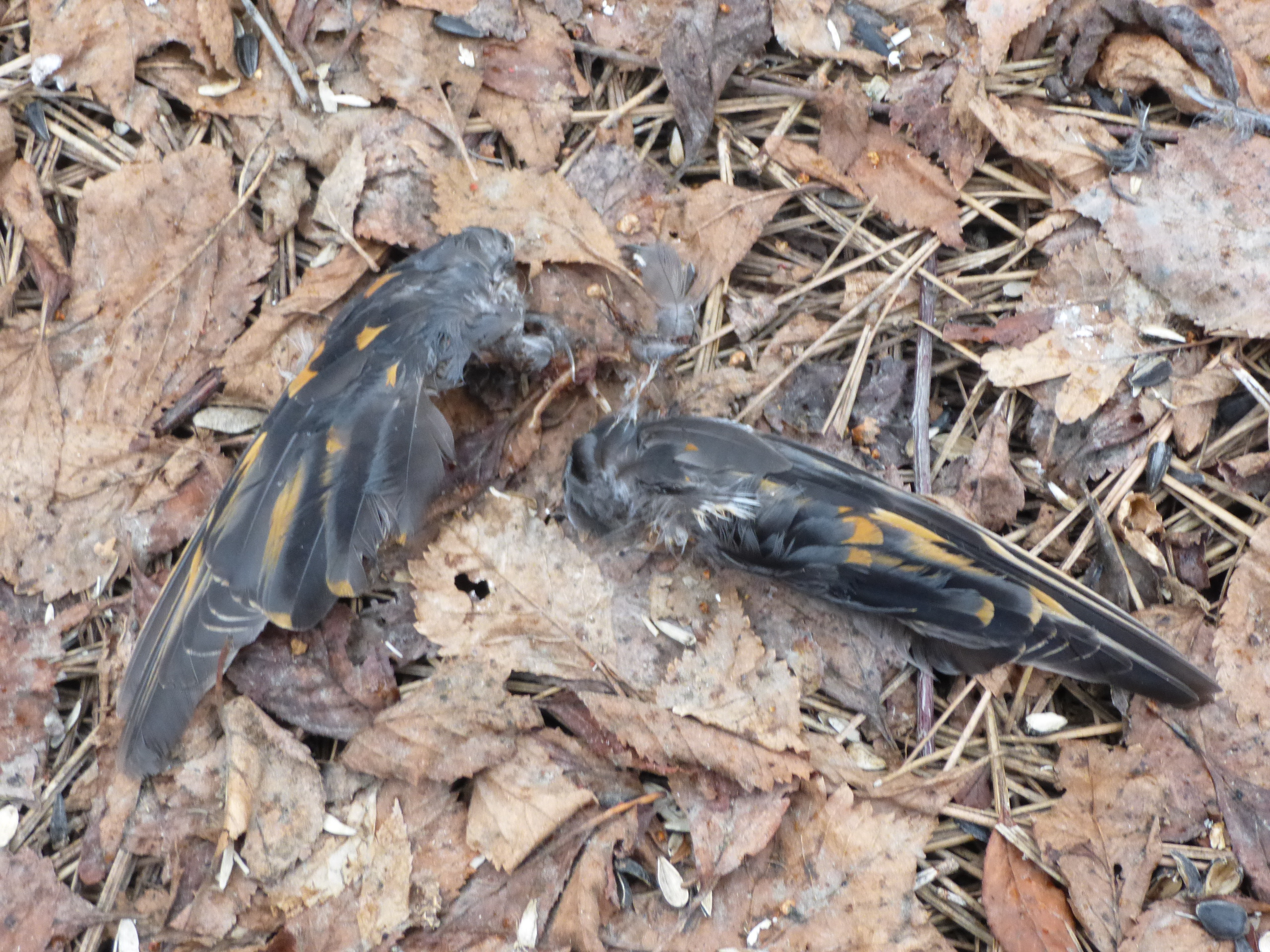 Additional Image 2