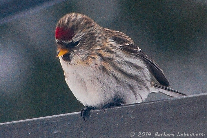 Featured Image