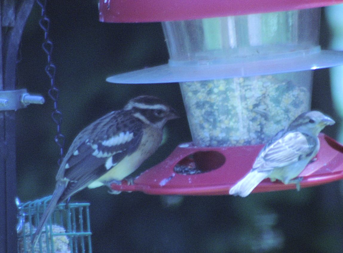Additional Image 2