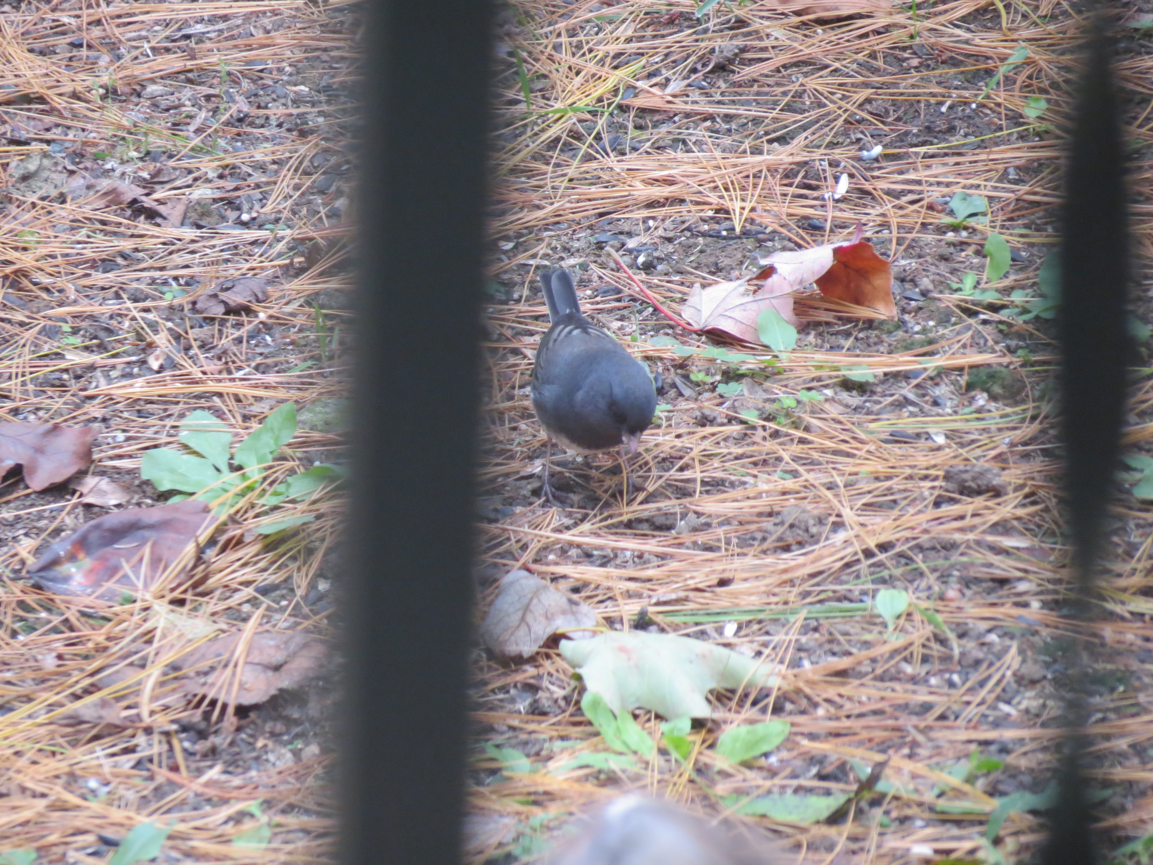 Additional Image 2