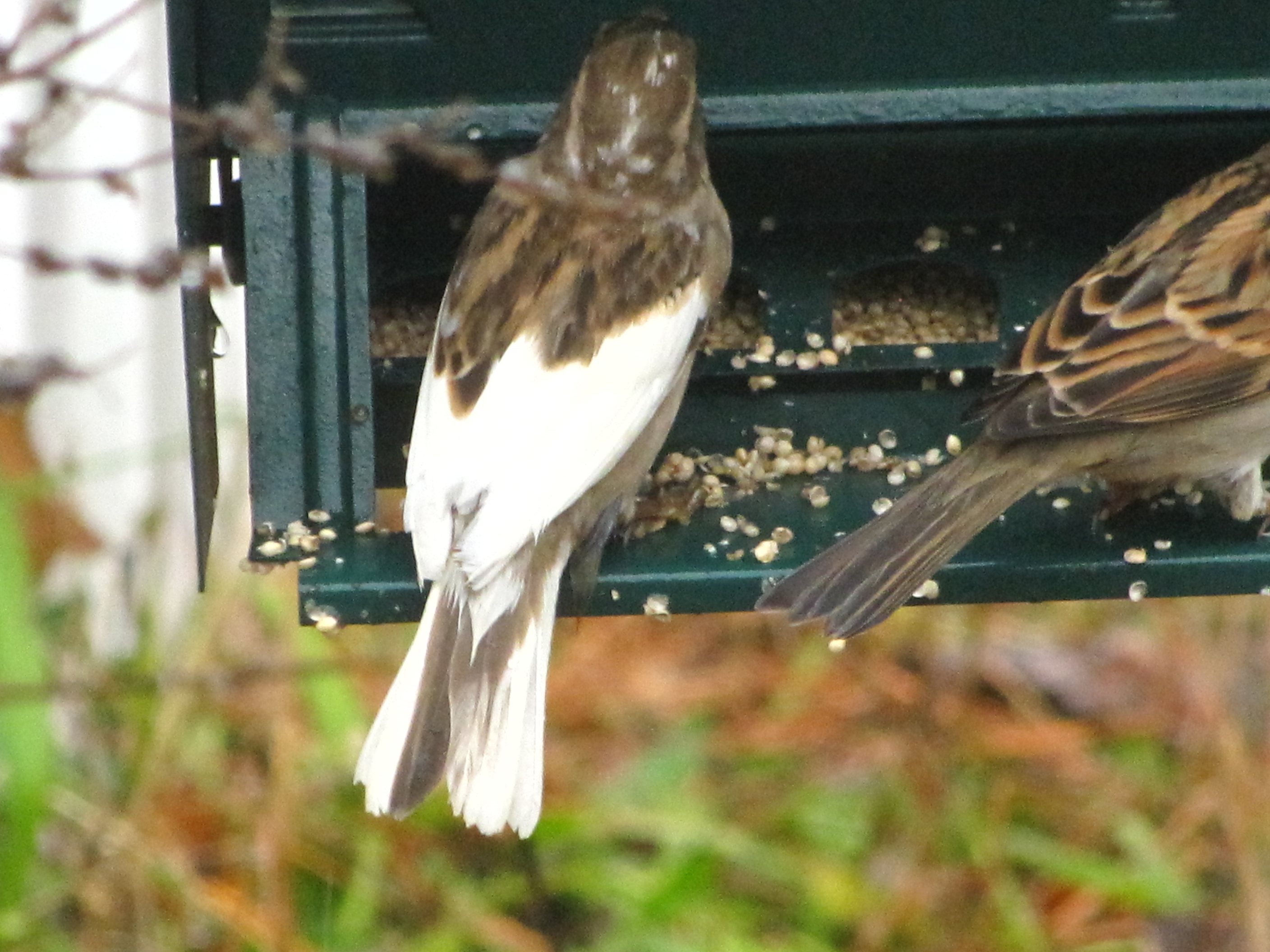 Additional Image 2