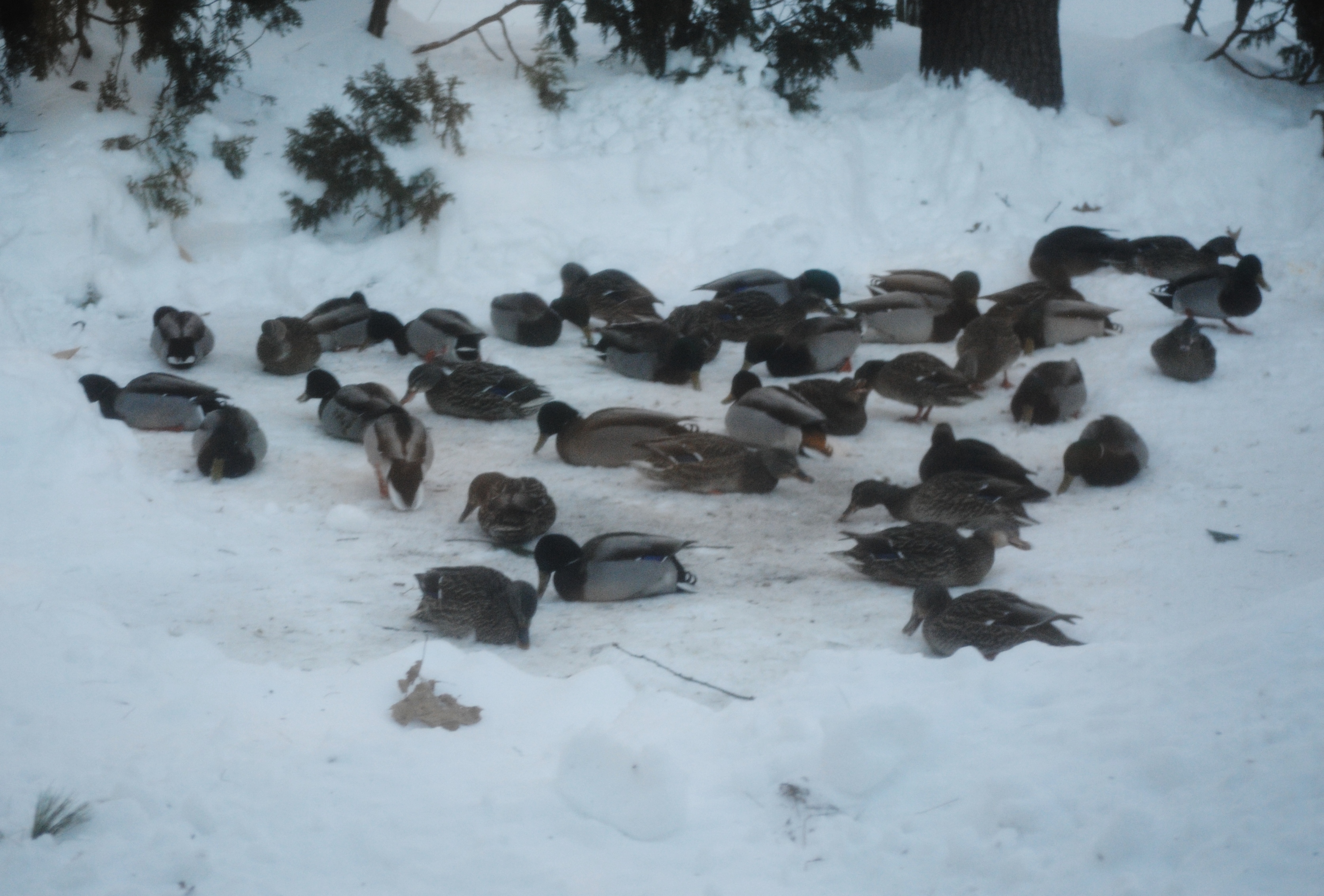 Additional Image 4