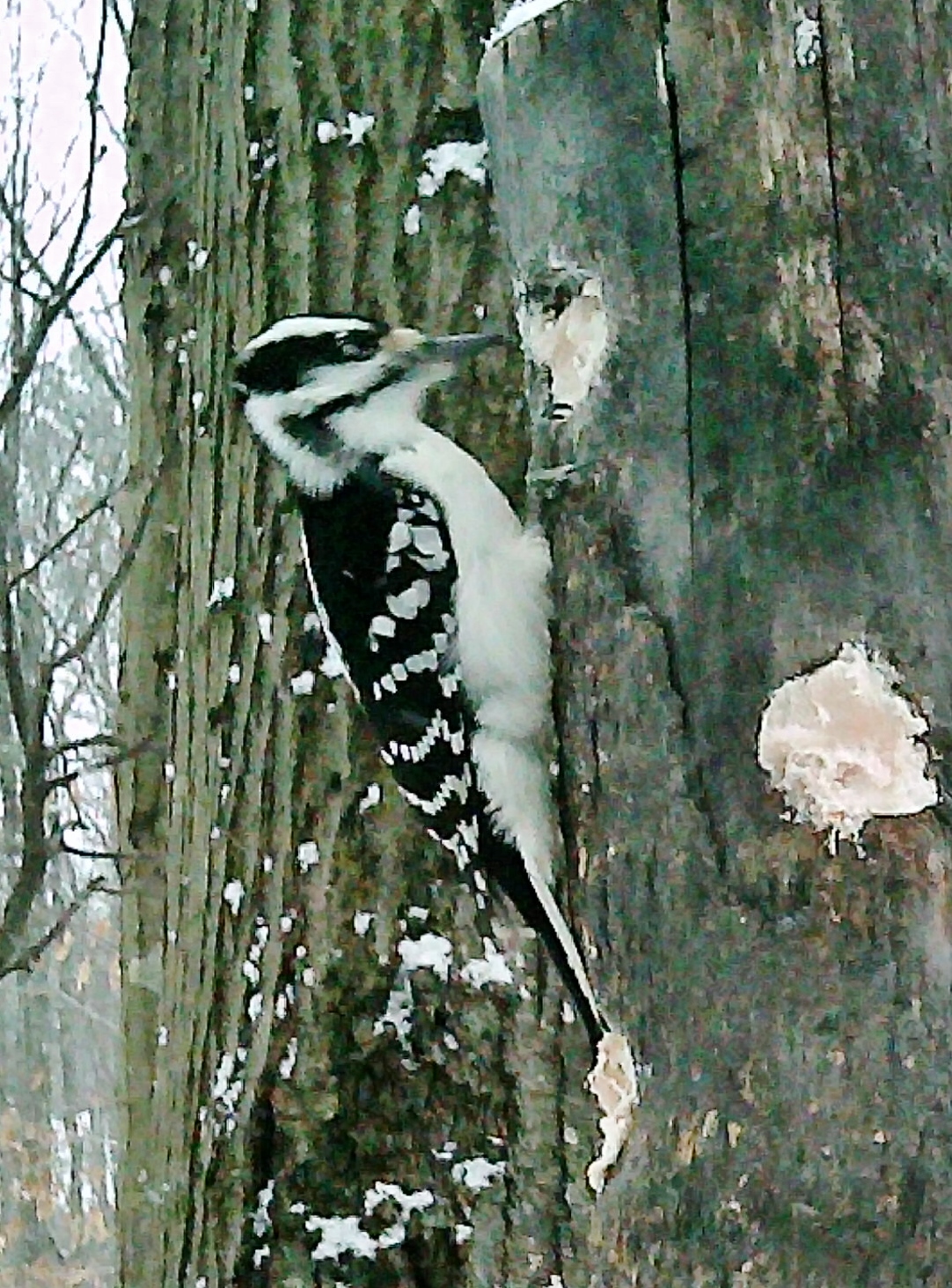 Additional Image 4