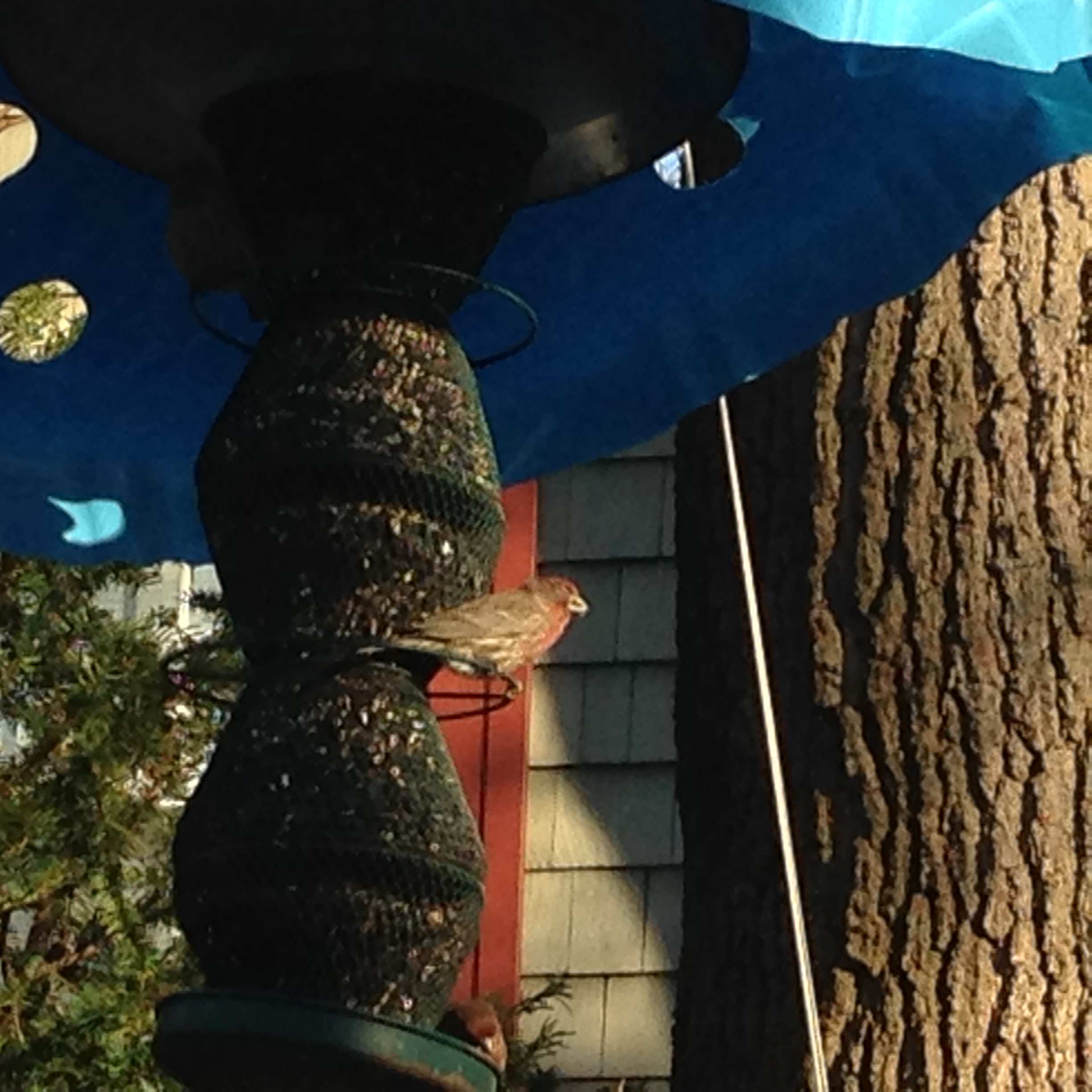 Additional Image 2