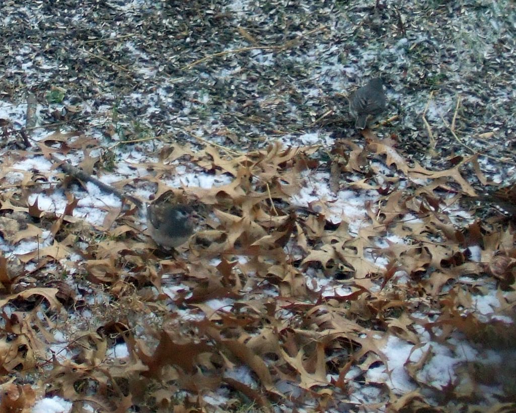 Additional Image 2