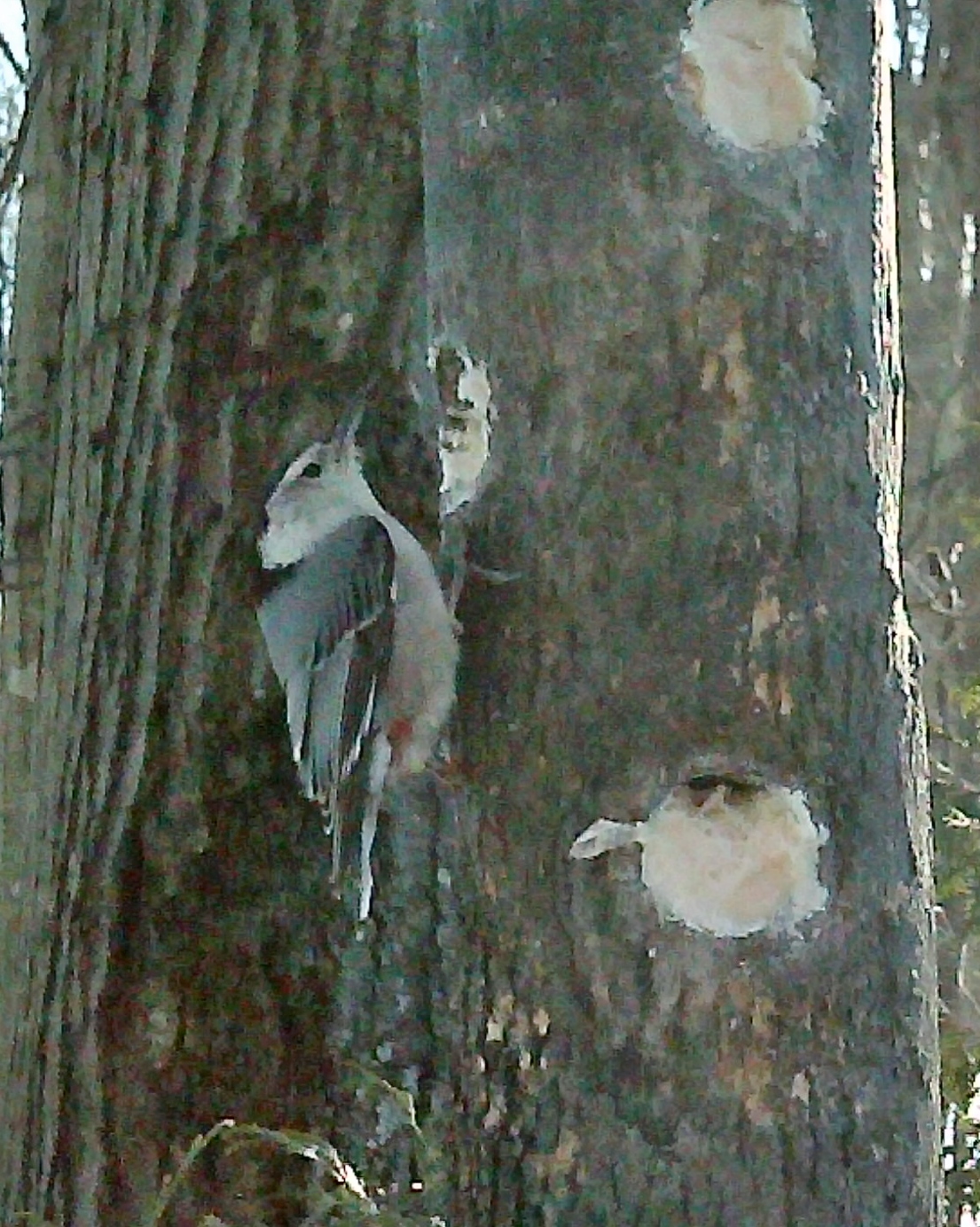 Additional Image 3