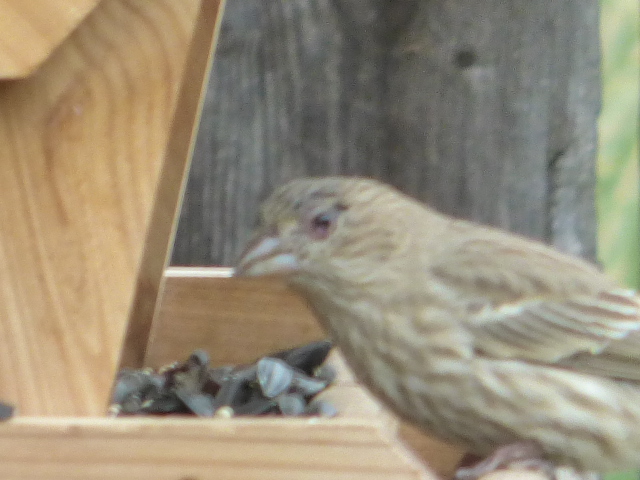 Additional Image 4