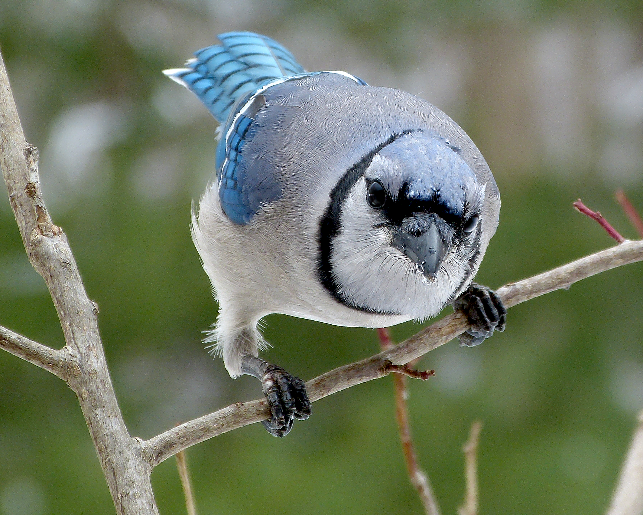 Featured Image