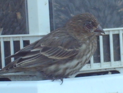 Additional Image 5