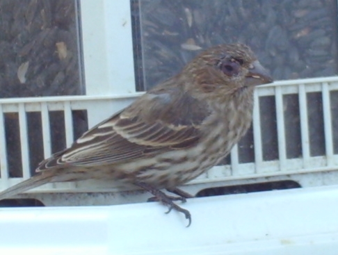 Additional Image 2
