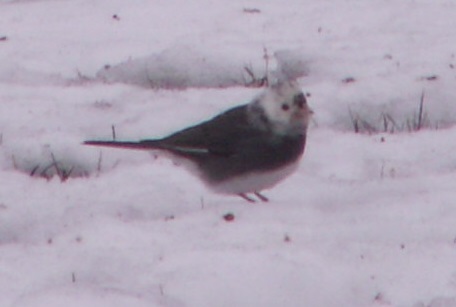 Additional Image 2