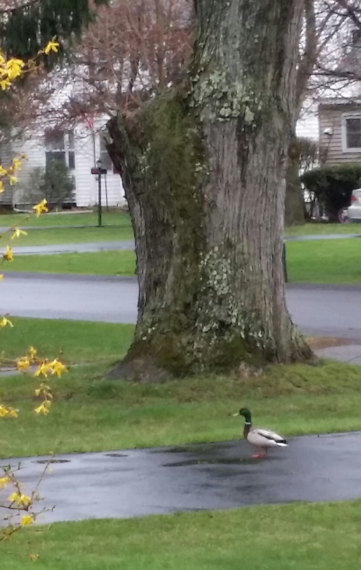 Additional Image 2