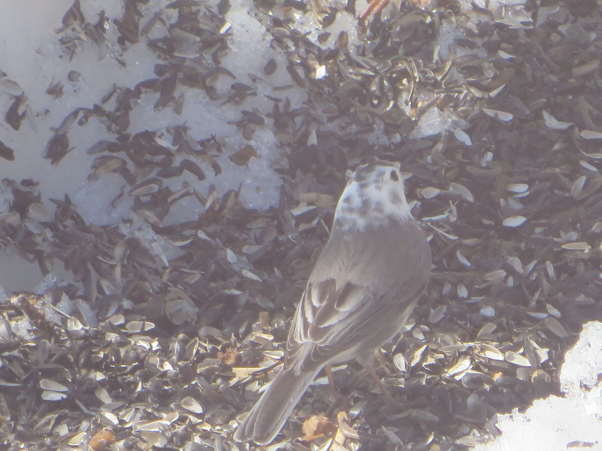 Additional Image 3