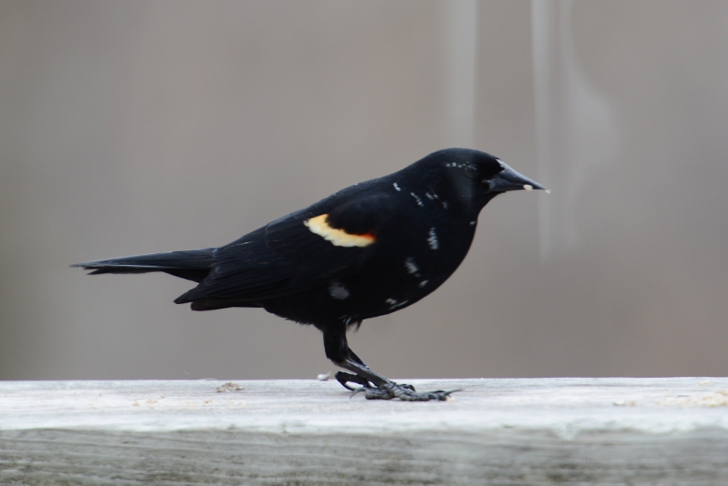Featured Image