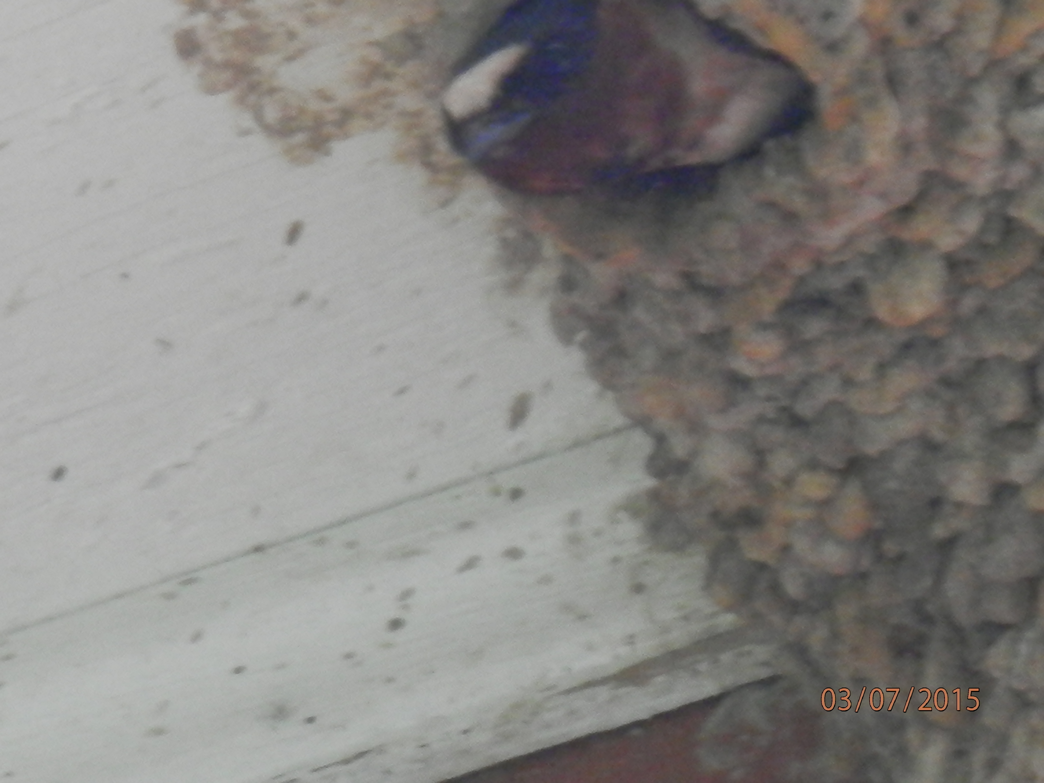 Additional Image 2