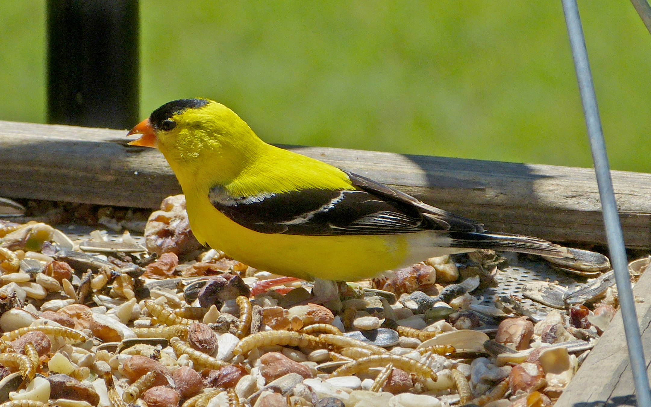 Featured Image