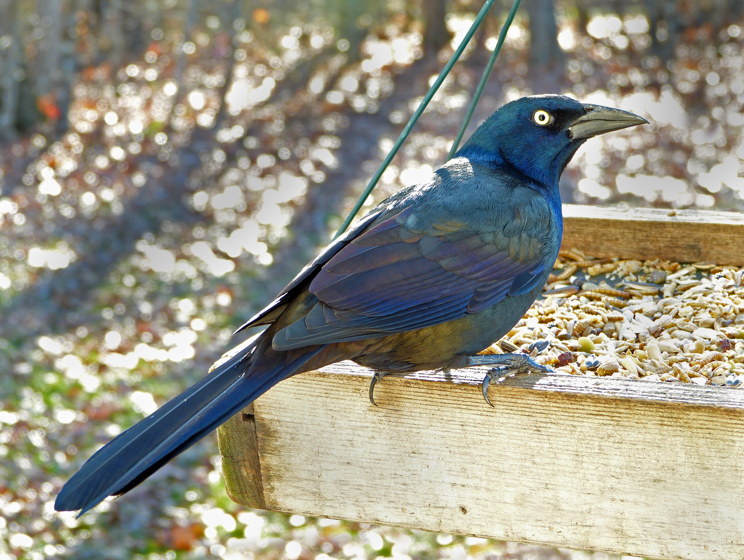 Featured Image