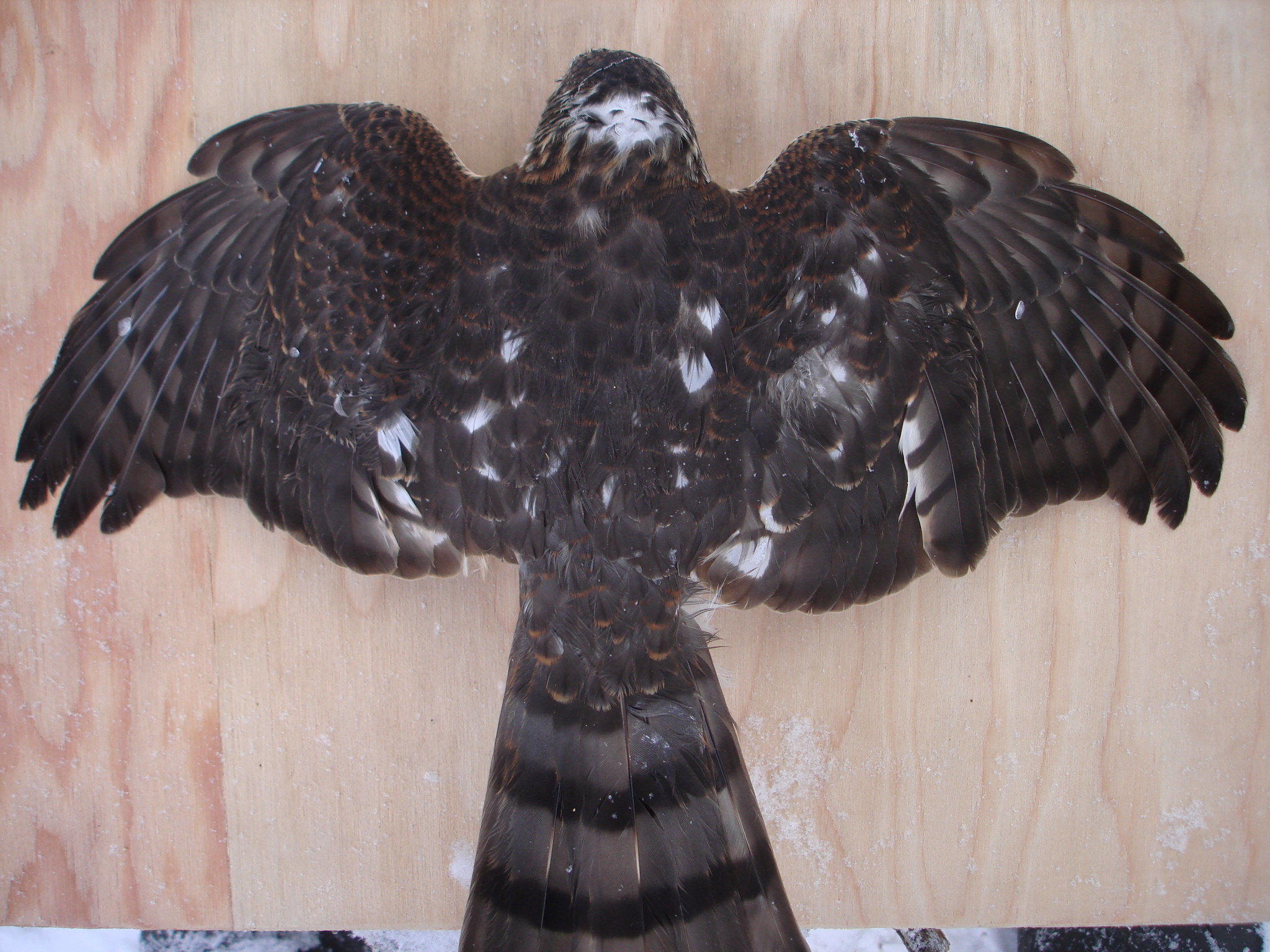 Additional Image 2