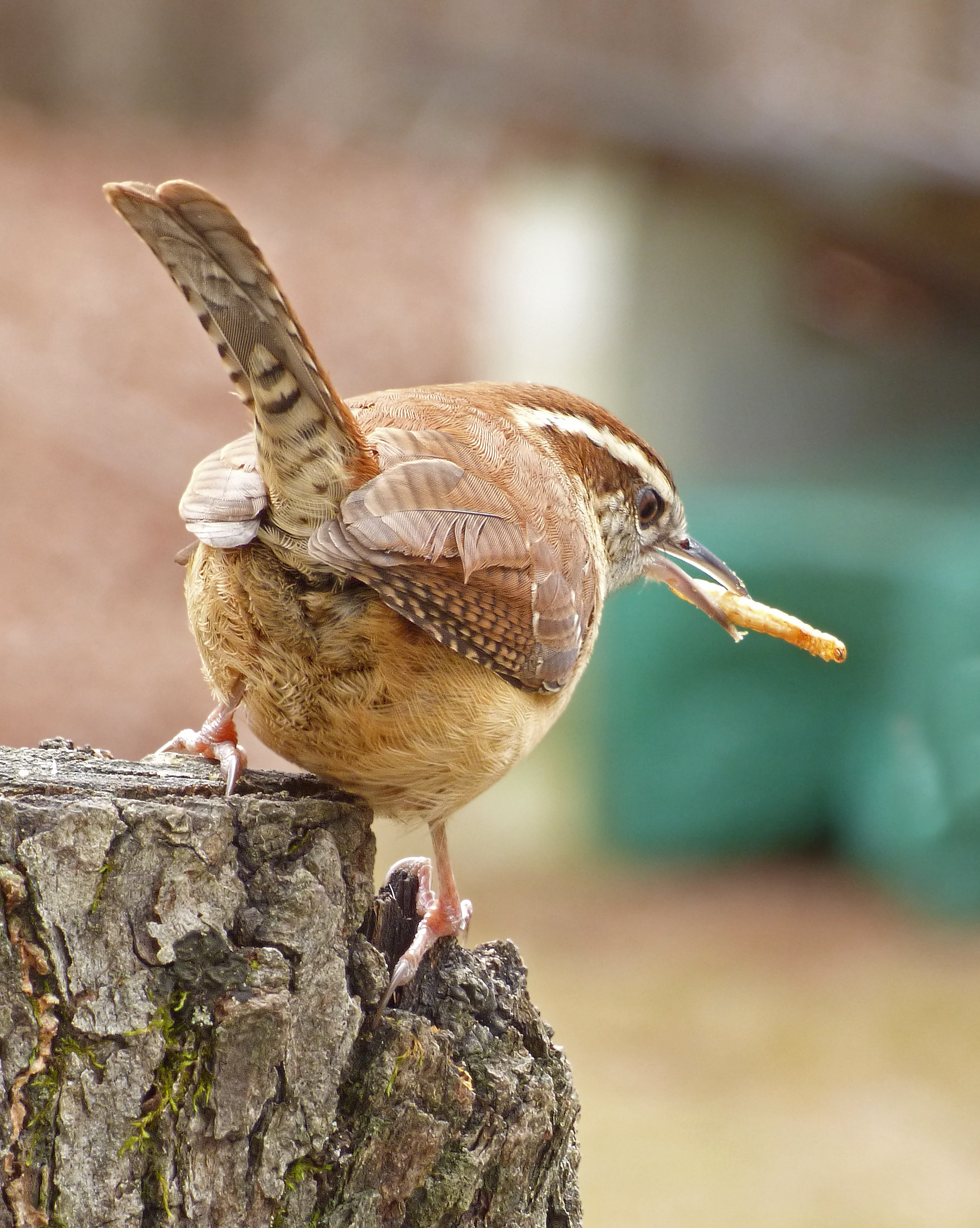 Featured Image