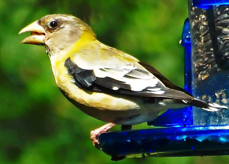 Featured Image
