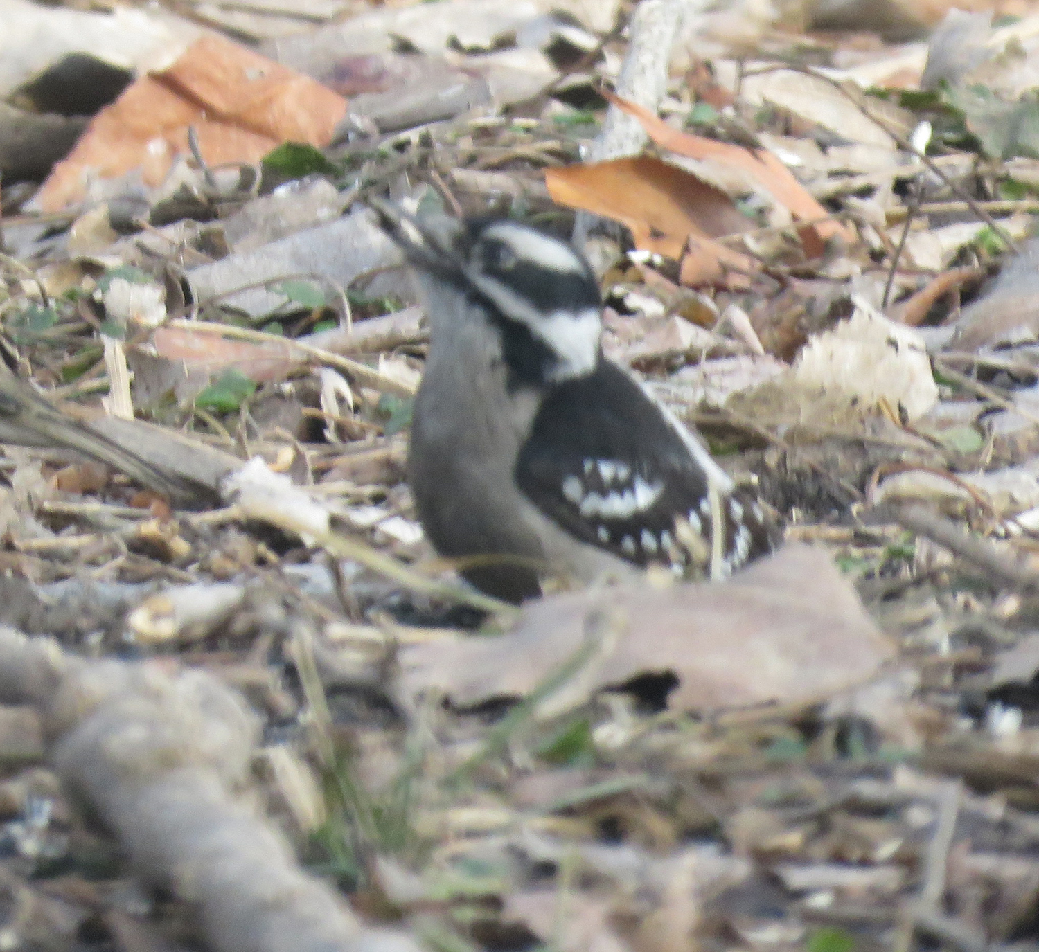 Additional Image 3